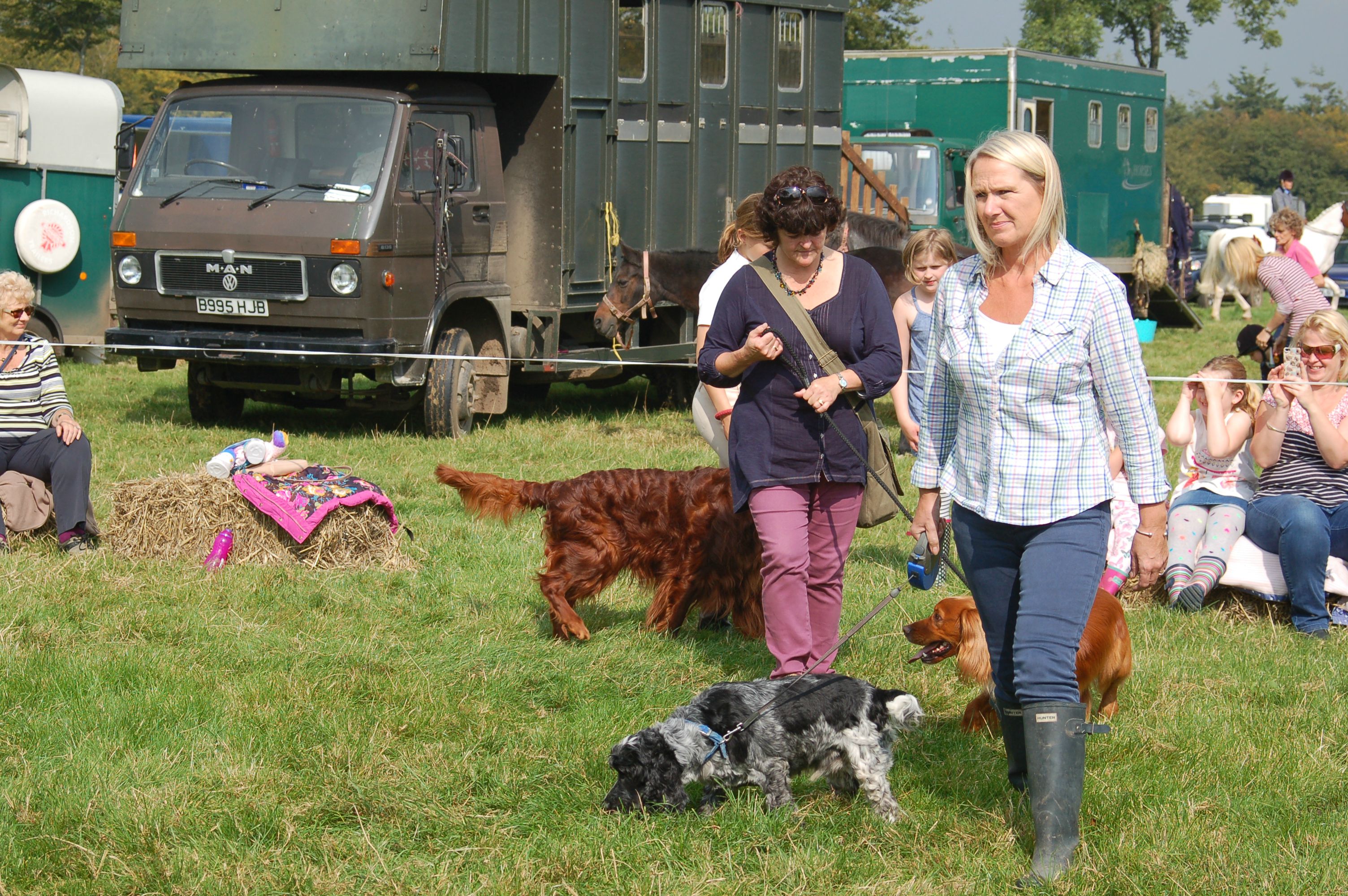 Showing working dogs
