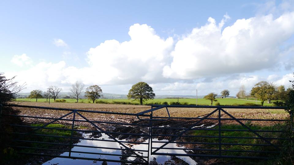 Fields Near Kentisbeare