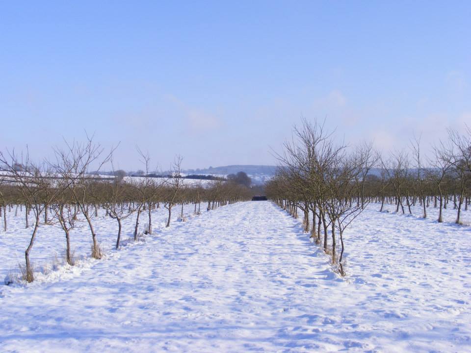 Orchards in Snow