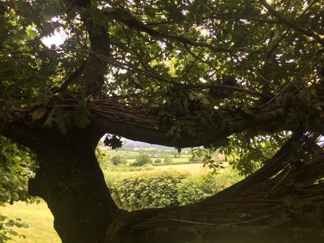 Oak Tree Window